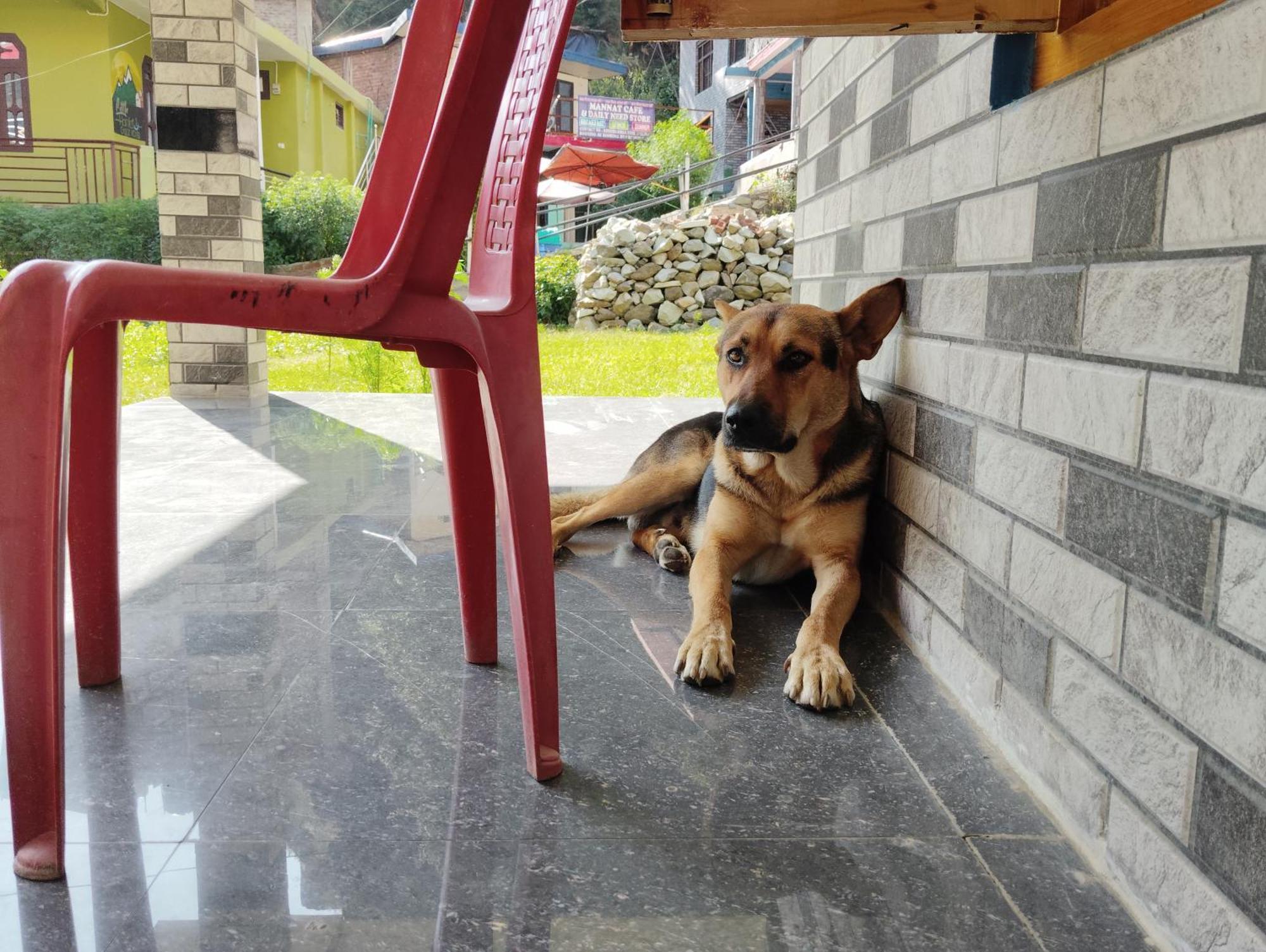 Hotel Dog N Hill Kasol Exteriér fotografie