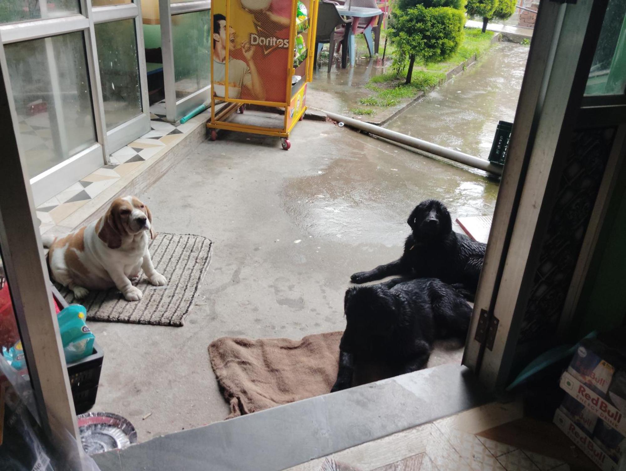 Hotel Dog N Hill Kasol Exteriér fotografie